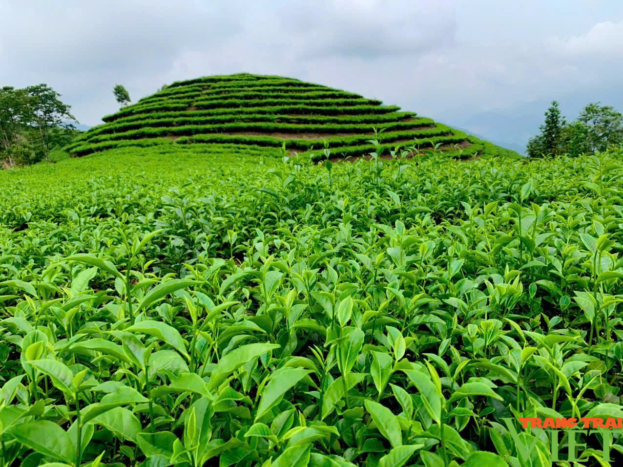 Phát triển cây chè bền vững gắn với nâng cao thu nhập cho nông dân Lào Cai - Ảnh 1.