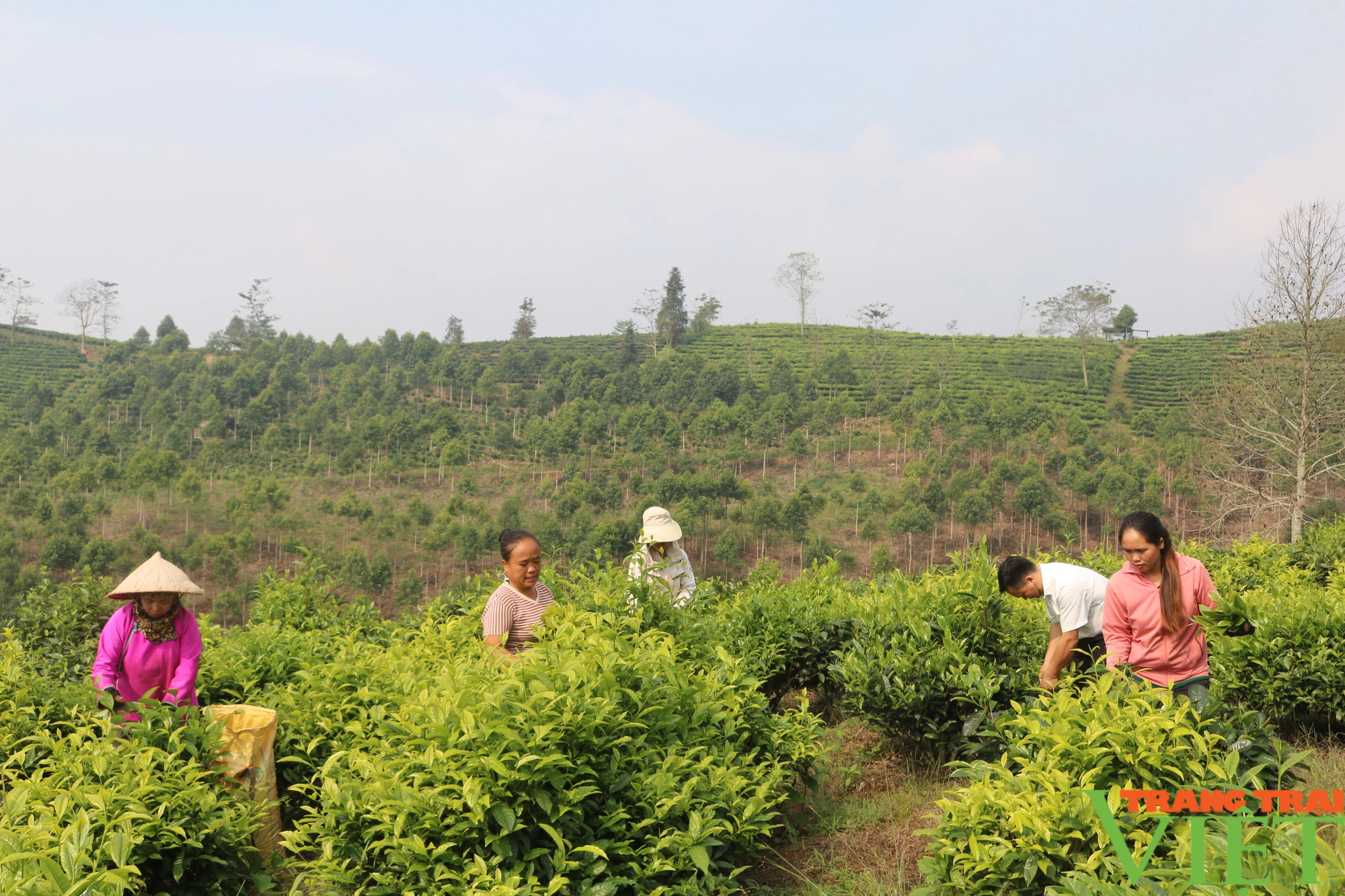 Phát triển cây chè bền vững gắn với nâng cao thu nhập cho nông dân Lào Cai - Ảnh 2.