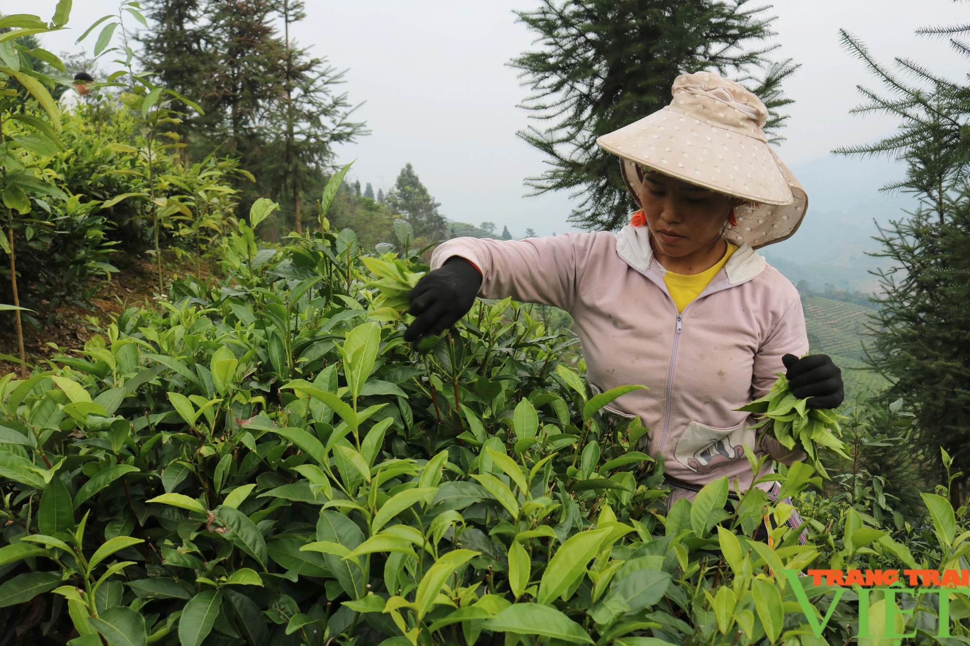Phát triển cây chè bền vững gắn với nâng cao thu nhập cho nông dân Lào Cai - Ảnh 3.