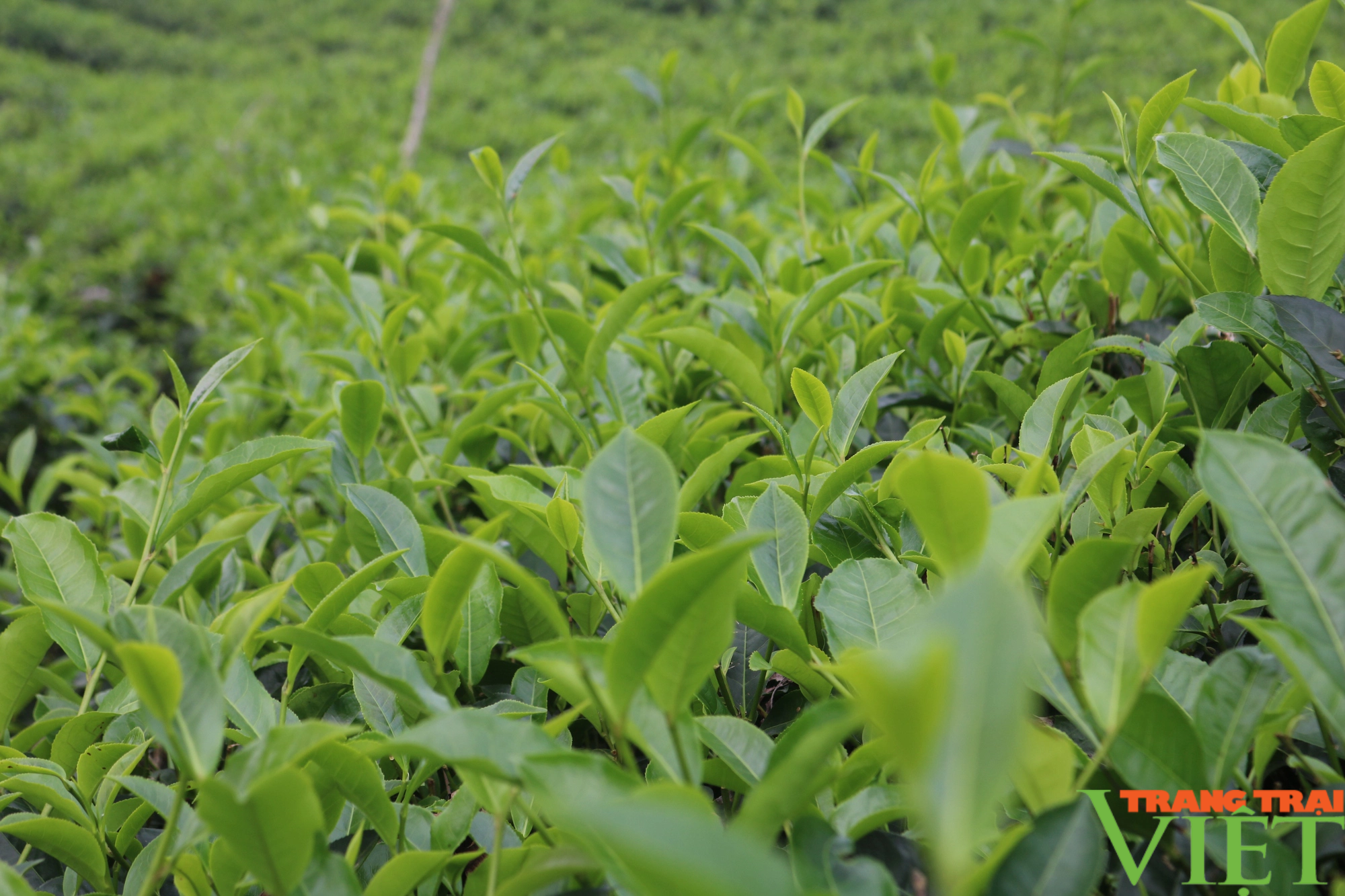 Phát triển cây chè bền vững gắn với nâng cao thu nhập cho nông dân Lào Cai - Ảnh 4.