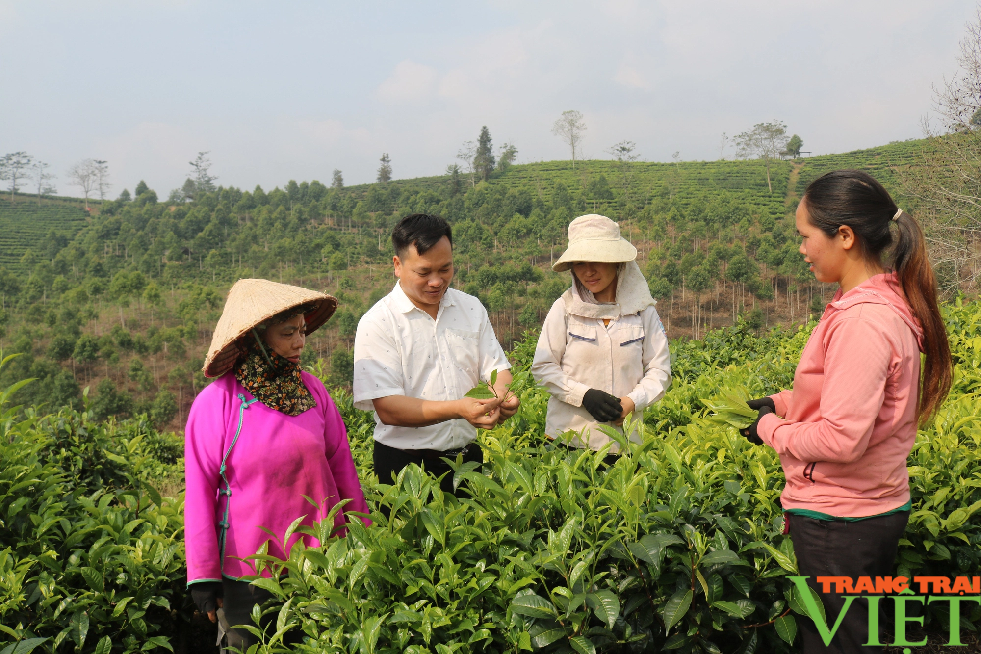 Phát triển cây chè bền vững gắn với nâng cao thu nhập cho nông dân Lào Cai - Ảnh 5.