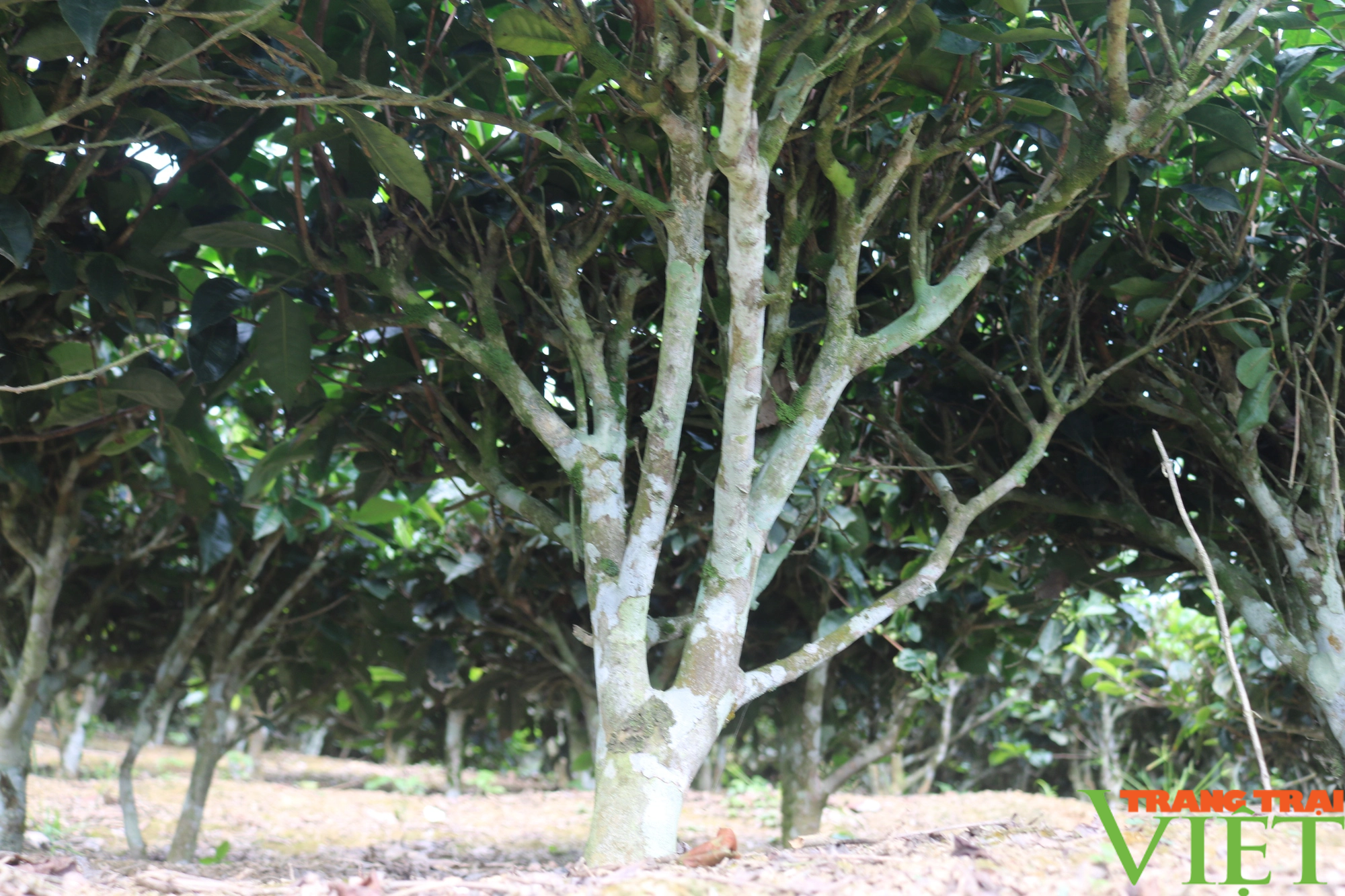 Phát triển cây chè bền vững gắn với nâng cao thu nhập cho nông dân Lào Cai - Ảnh 6.