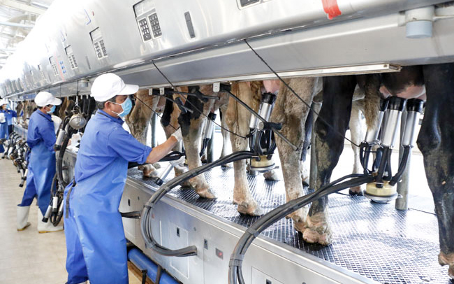 Chăn nuôi bò sữa ứng dụng công nghệ cao tại Công ty Anova Agri Bình Dương. Ảnh: Duy Chí