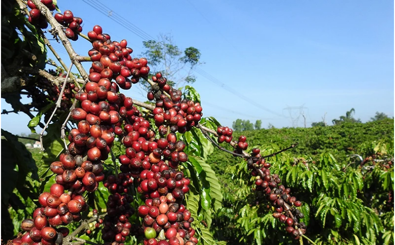 Giá cà phê ngày 23/11: Robusta bật tăng mạnh mẽ, cà phê trong nước cũng nhích lên - Ảnh 3.