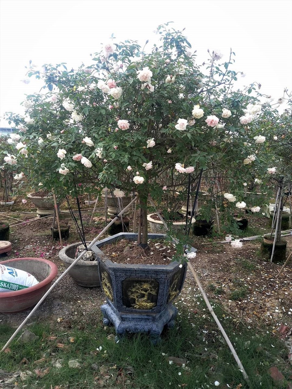 Về Hải Phòng ngắm vườn hồng cổ 15.000 gốc rực rỡ sắc màu của nông dân trẻ Phan Văn Dương- Ảnh 8.
