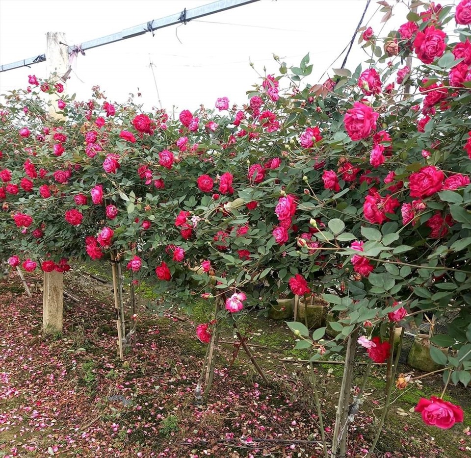 Về Hải Phòng ngắm vườn hồng cổ 15.000 gốc rực rỡ sắc màu của nông dân trẻ Phan Văn Dương- Ảnh 2.