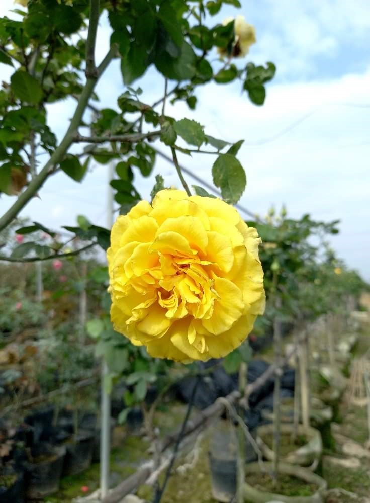 Về Hải Phòng ngắm vườn hồng cổ 15.000 gốc rực rỡ sắc màu của nông dân trẻ Phan Văn Dương- Ảnh 4.