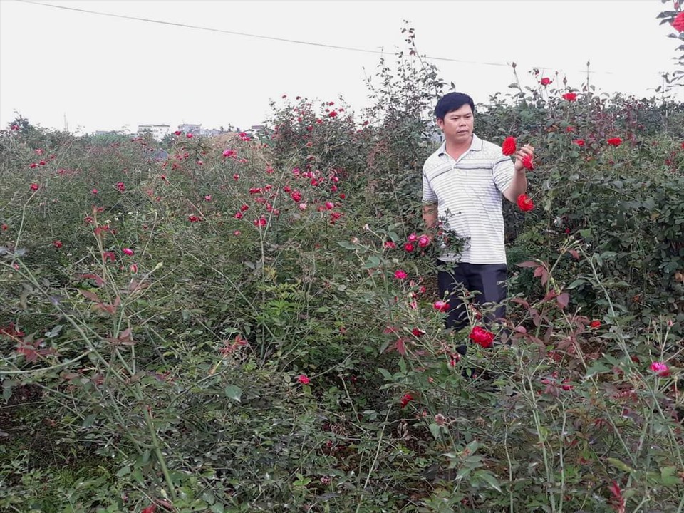 Về Hải Phòng ngắm vườn hồng cổ 15.000 gốc rực rỡ sắc màu của nông dân trẻ Phan Văn Dương- Ảnh 7.