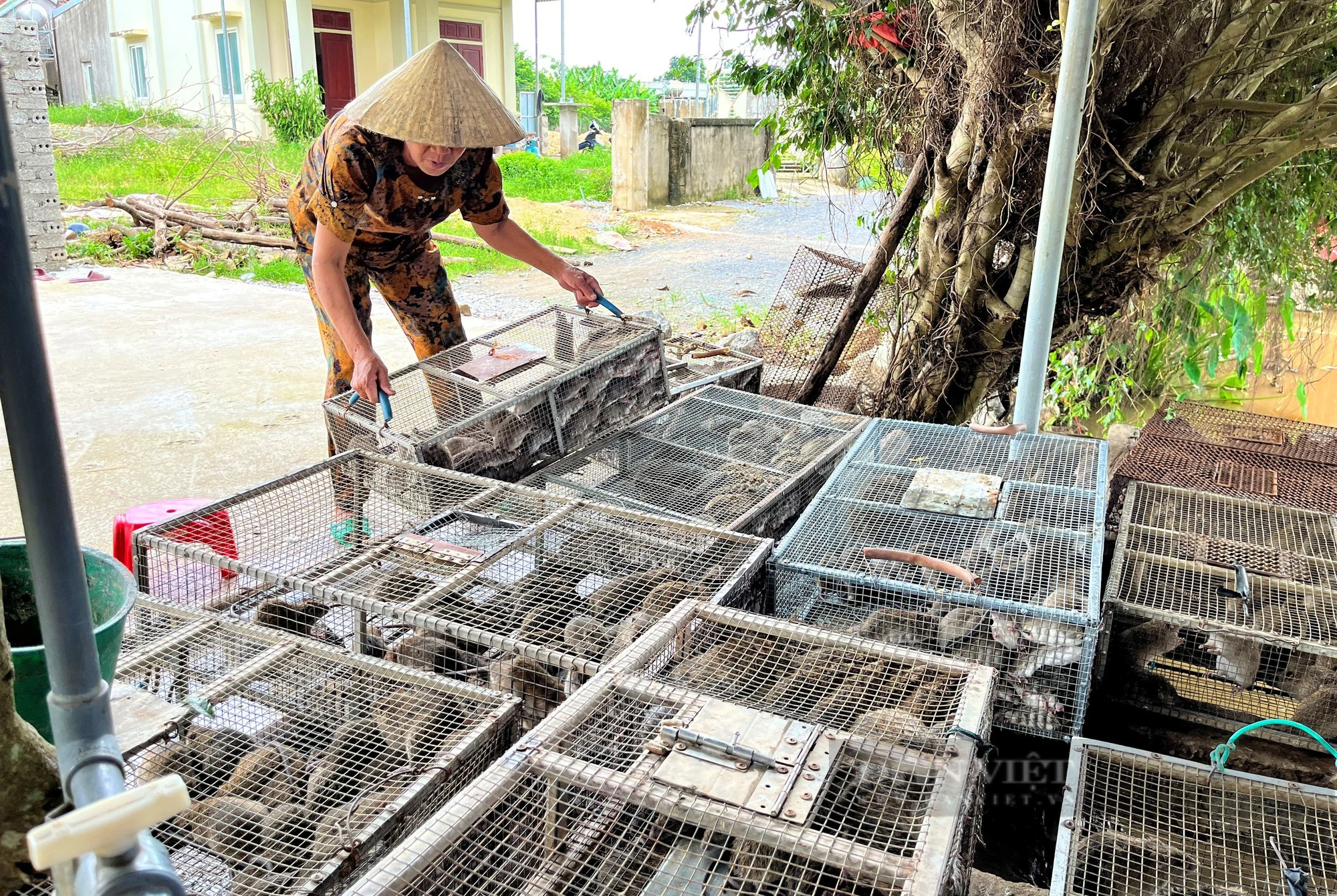 Khu chợ đặc biệt chỉ bán duy nhất chuột đồng, giá đắt đỏ mà khách vẫn tranh nhau mua - Ảnh 2.