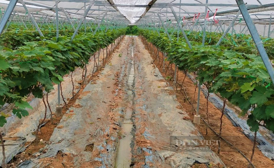 Huyện này ở Nghệ An phấn đấu đạt giá trị sản xuất nông nghiệp công nghệ cao trên 2.400 tỷ đồng - Ảnh 1.