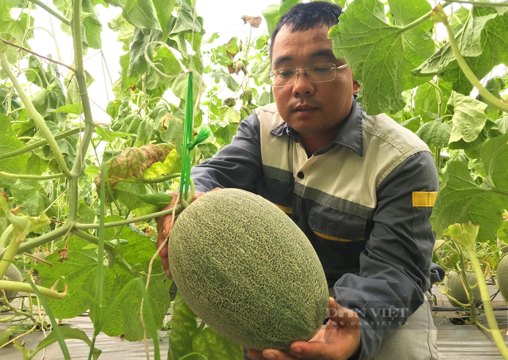 Huyện này ở Nghệ An phấn đấu đạt giá trị sản xuất nông nghiệp công nghệ cao trên 2.400 tỷ đồng - Ảnh 3.