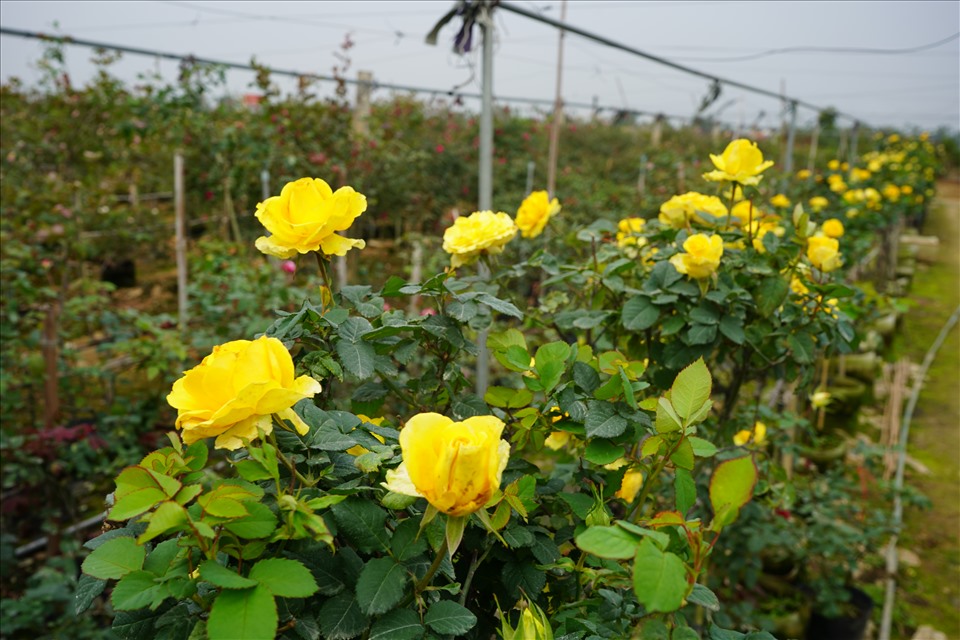 Về Hải Phòng ngắm vườn hồng cổ 15.000 gốc rực rỡ sắc màu của nông dân trẻ Phan Văn Dương- Ảnh 3.