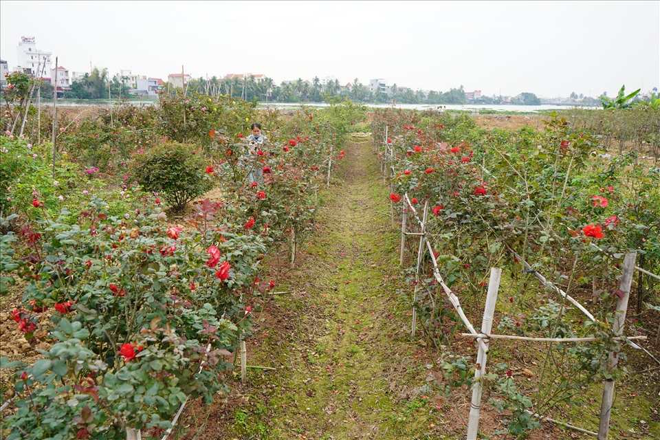 Về Hải Phòng ngắm vườn hồng cổ 15.000 gốc rực rỡ sắc màu của nông dân trẻ Phan Văn Dương- Ảnh 1.