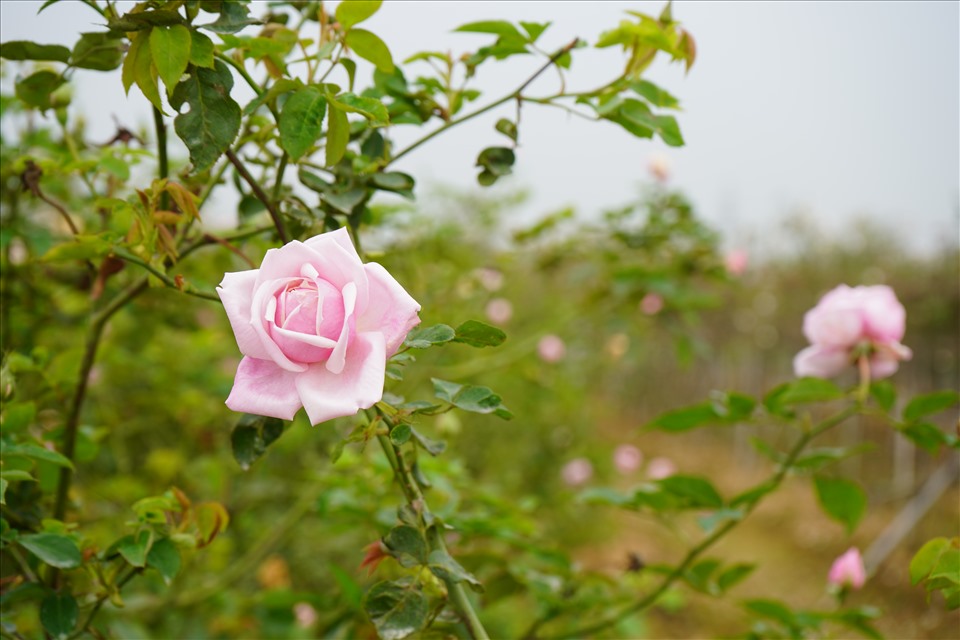 Về Hải Phòng ngắm vườn hồng cổ 15.000 gốc rực rỡ sắc màu của nông dân trẻ Phan Văn Dương- Ảnh 5.