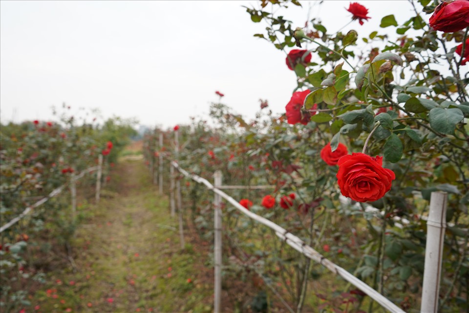 Về Hải Phòng ngắm vườn hồng cổ 15.000 gốc rực rỡ sắc màu của nông dân trẻ Phan Văn Dương- Ảnh 6.