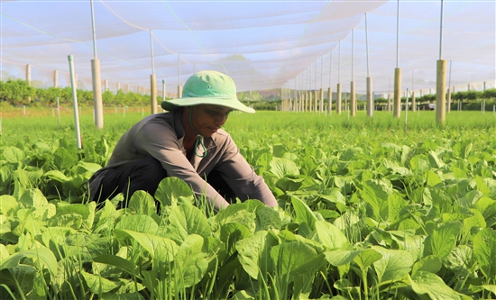 Đời sống đồng bào Khmer huyện Duyên Hải ở Trà Vinh đang tốt hơn, thu nhập bình quân đầu người tăng - Ảnh 1.