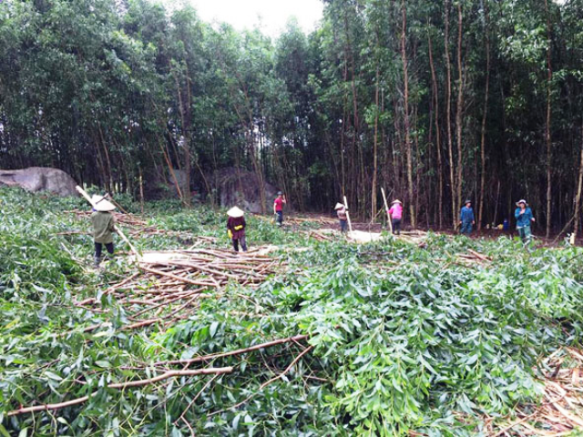 Trồng cây keo vừa cải thiện môi trường, nông dân một huyện ở Đắk Lắk có thu nhập tốt hơn - Ảnh 1.