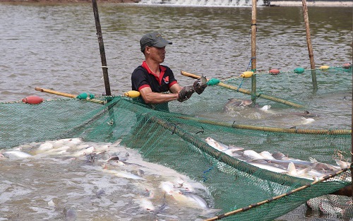 Nông dân một xã ở Trà Vinh chuyển từ nuôi tôm sang nuôi cá bông lau trong ao đất cho lợi nhuận cao