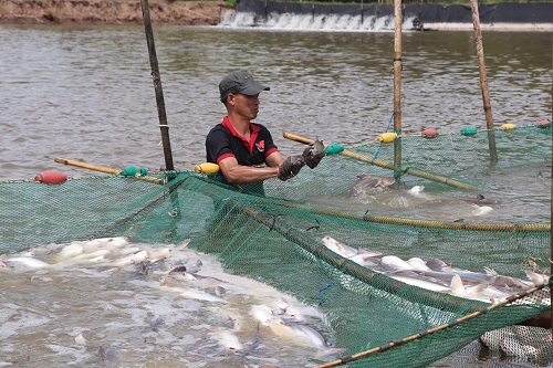 Nông dân một xã ở Trà Vinh chuyển từ nuôi tôm sang nuôi cá bông lau trong ao đất cho lợi nhuận cao - Ảnh 1.