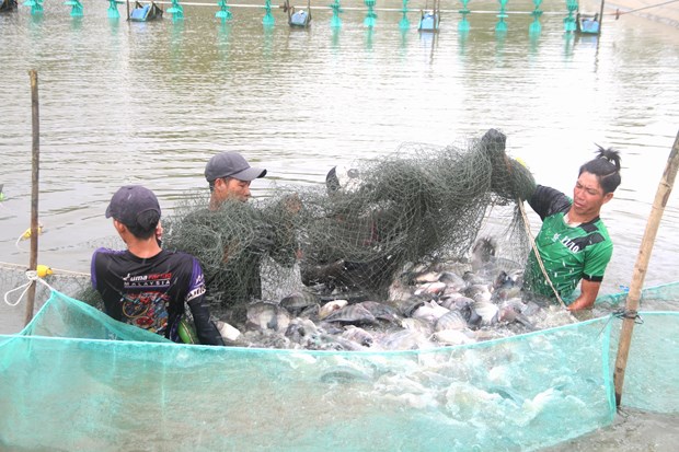 Nuôi môt loại cá rô phi tên lạ ở Trà Vinh, dân kéo lưới bắt hàng tấn, toàn con to thế này - Ảnh 1.