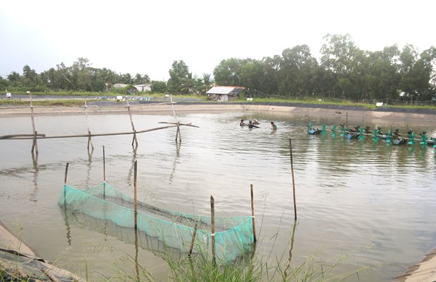 Nuôi môt loại cá rô phi tên lạ ở Trà Vinh, dân kéo lưới bắt hàng tấn, toàn con to thế này - Ảnh 3.