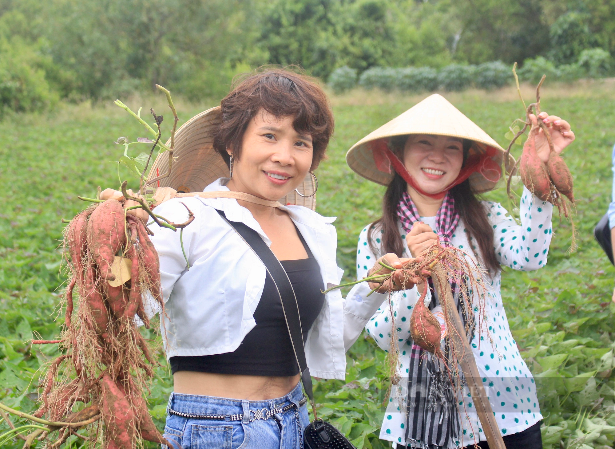 Du khách thích mê trồng hành, đào khoai lang, ăn bánh lá ở Trà Vinh - Ảnh 4.