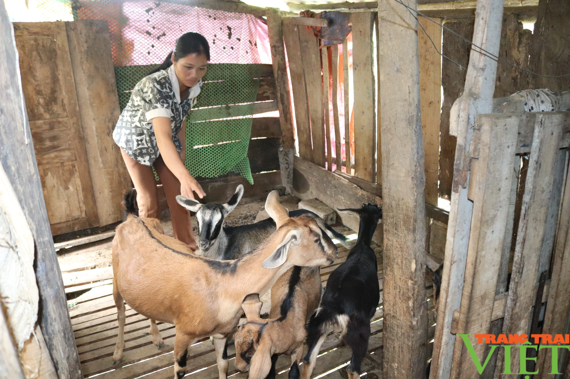 Mô hình nuôi dê sinh sản giúp người dân xã nghèo Hòa Bình nâng cao thu nhập - Ảnh 3.