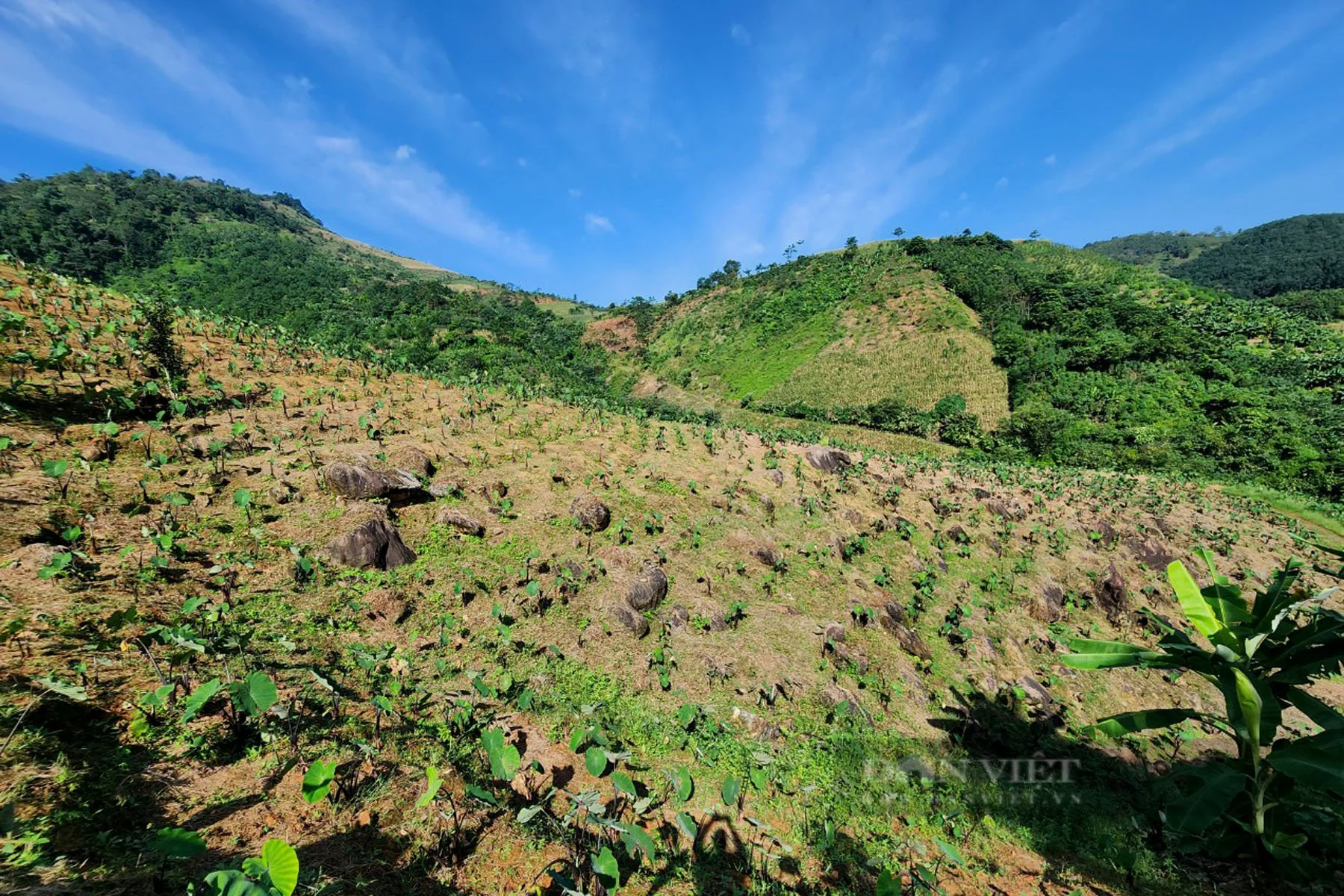Khoai môn bén rễ trên đất dốc vùng biên Lào Cai - Ảnh 5.