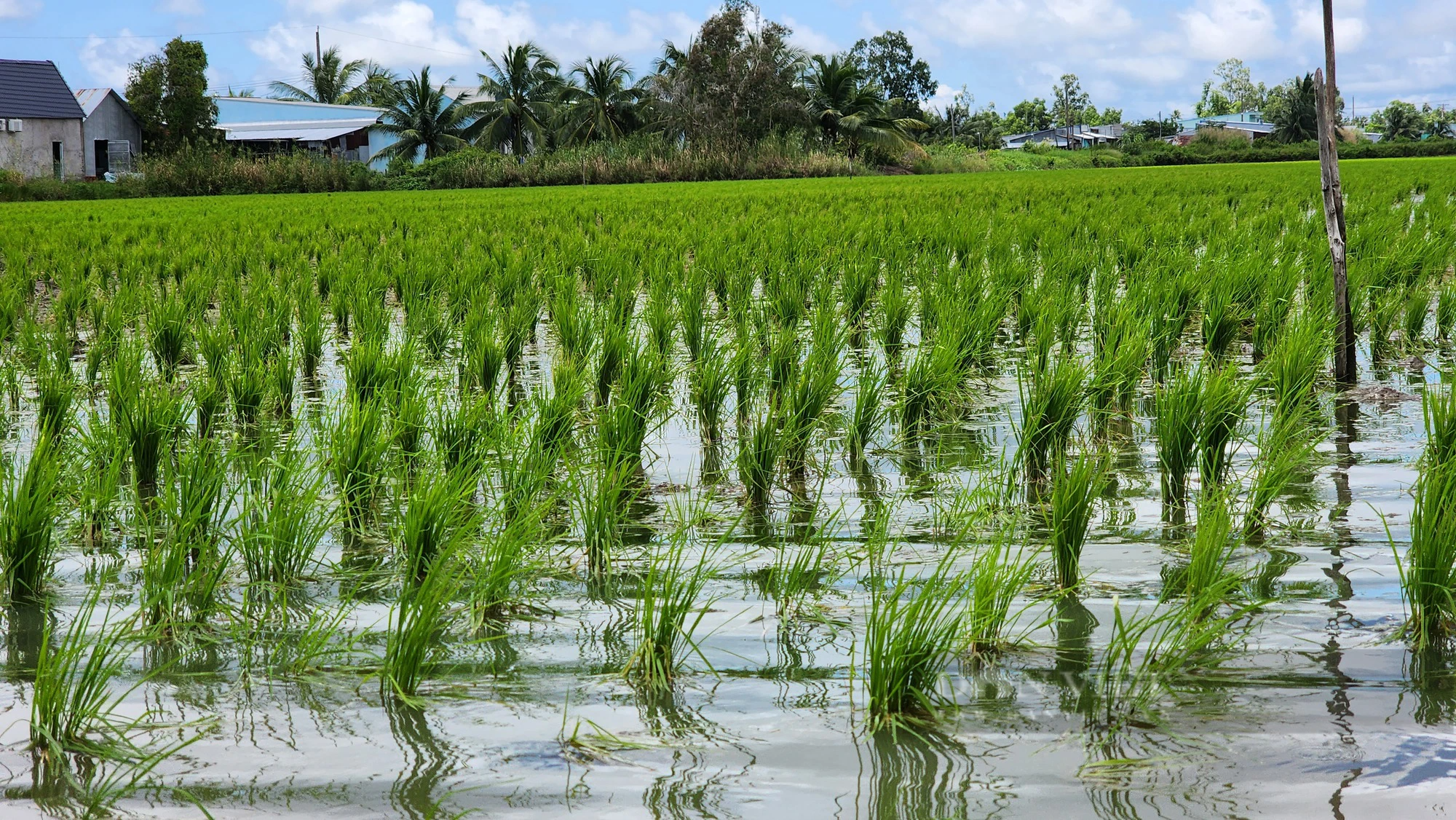 Đi tìm một chữ “xanh” trong nông nghiệp: Mô hình lúa tôm, hình mẫu của nông nghiệp sinh thái, đa giá trị - Ảnh 2.