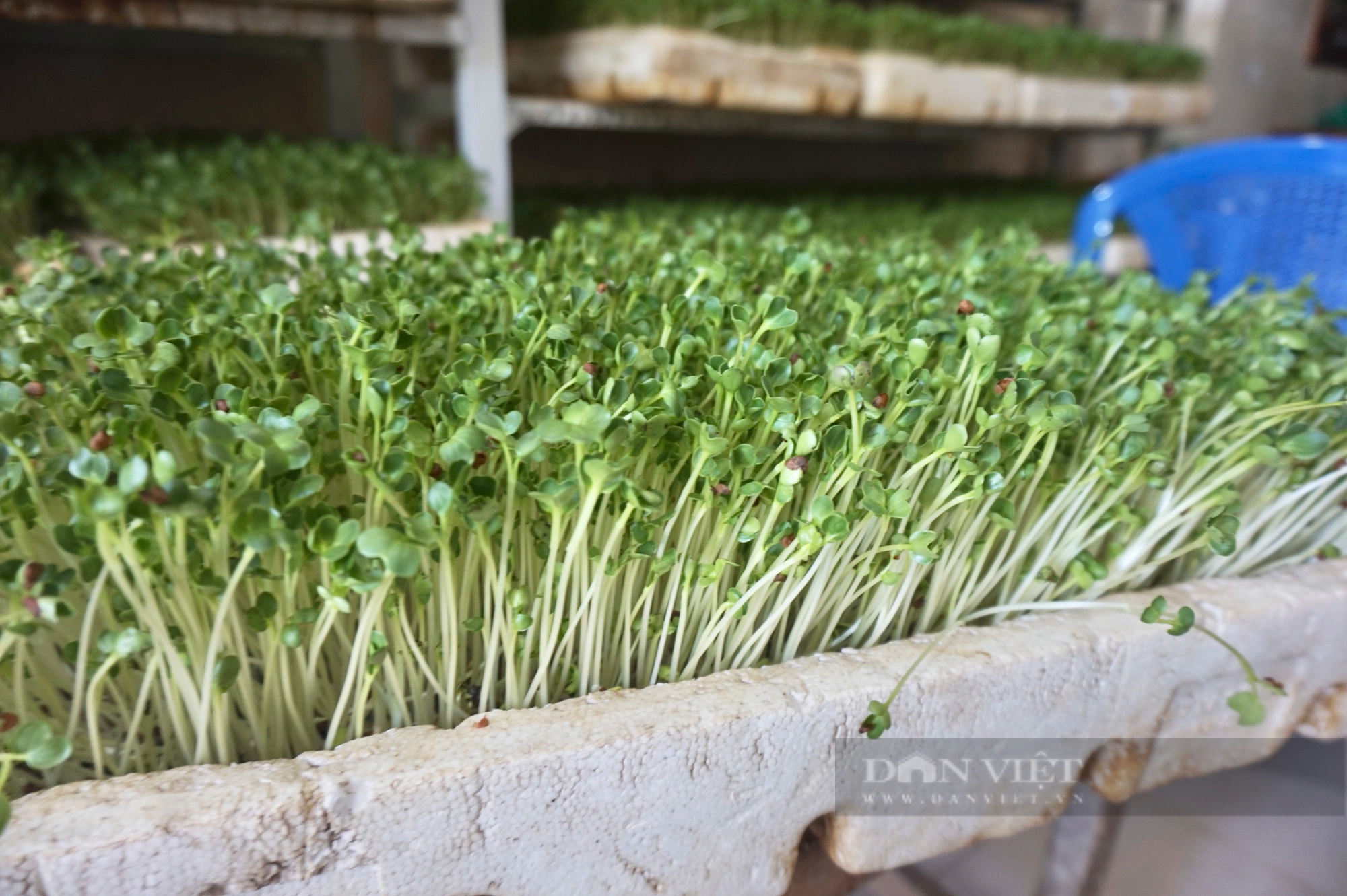 Đà Nẵng: Trồng rau không cần đất, một nông dân thu lãi 15 triệu đồng mỗi tháng - Ảnh 6.