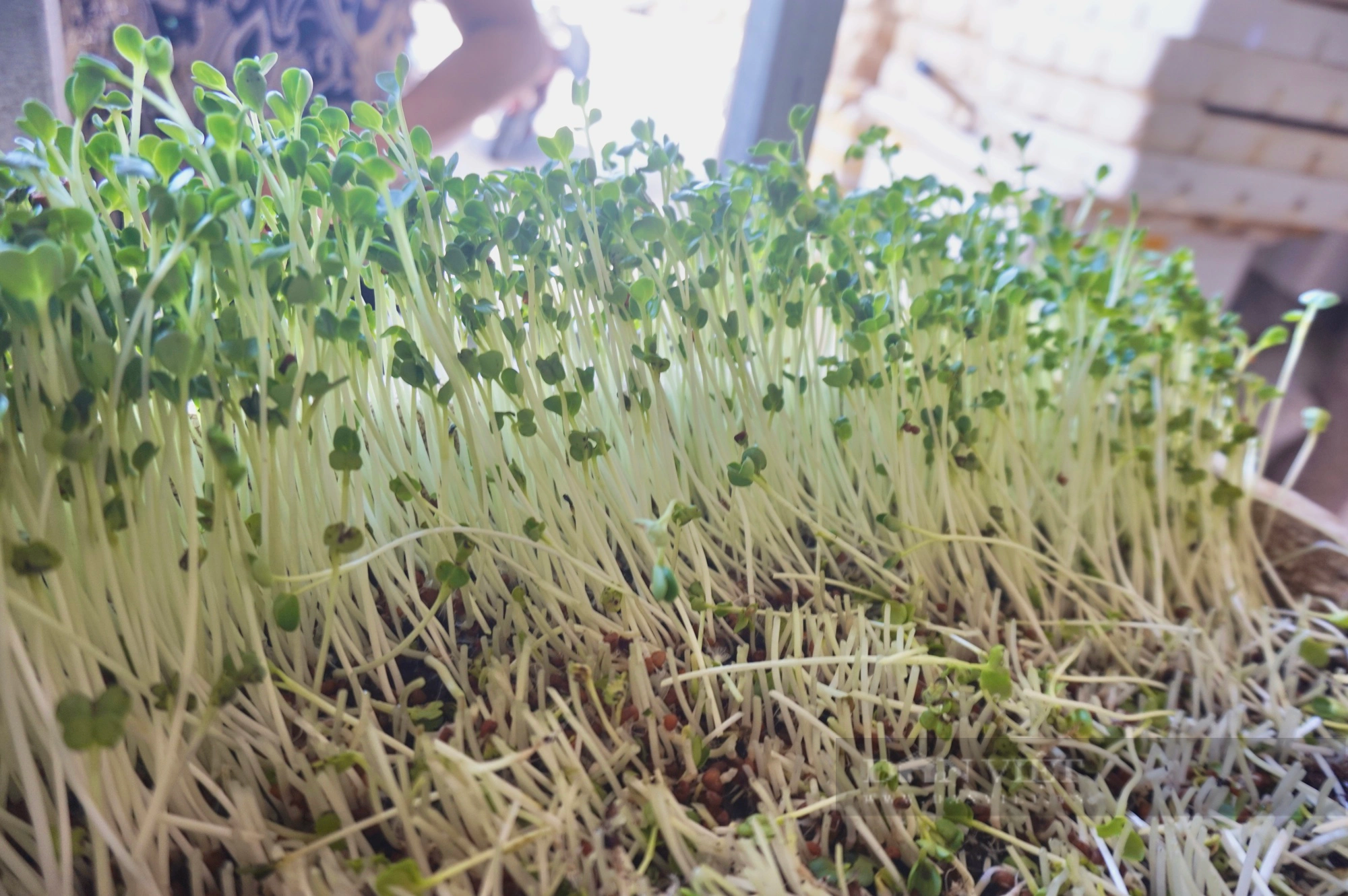 Đà Nẵng: Trồng rau không cần đất, một nông dân thu lãi 15 triệu đồng mỗi tháng - Ảnh 7.