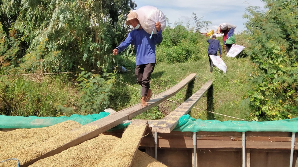 Giá lúa cao nhất từ trước đến nay, một hợp tác xã ở Long An trồng lúa sạch còn được cộng thêm 200-300 đồng/kg - Ảnh 1.