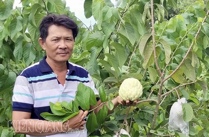 Một loại quả ngon ở Kiên Giang vào mùa hái trái rộ, giá bán bất ngờ bốc hơi mất một nửa - Ảnh 1.