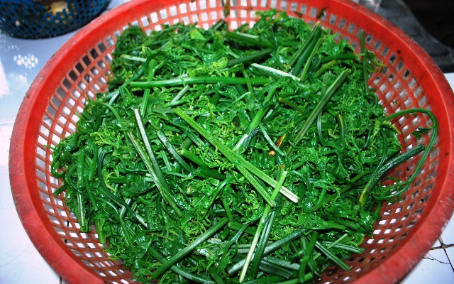Vùng trung du của Quảng Nam cơ man các loại rau rừng, có thứ rau rừng luộc chấm nước cá kho, ăn no chả chán