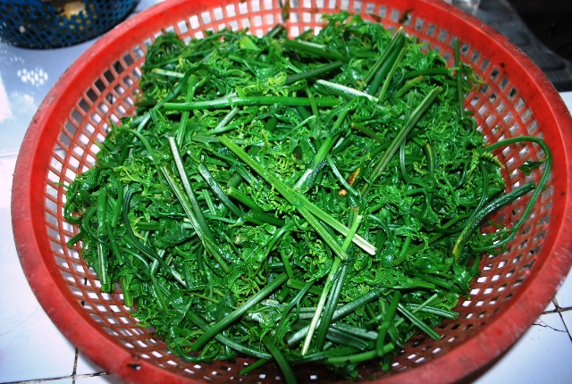 Vùng trung du của Quảng Nam cơ man các loại rau rừng, có thứ rau rừng luộc chấm nước cá kho, ăn no chả chán - Ảnh 1.