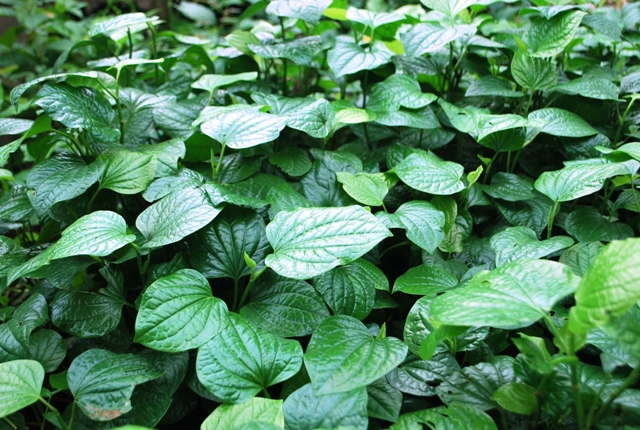 Vùng trung du của Quảng Nam cơ man các loại rau rừng, có thứ rau rừng luộc chấm nước cá kho, ăn no chả chán - Ảnh 2.