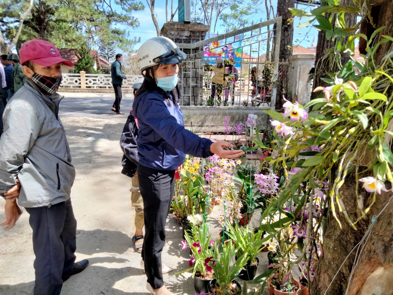 Lan rừng lạ tuôn hoa như suối giữa phố Đà Lạt của Lâm Đồng - Ảnh 6.