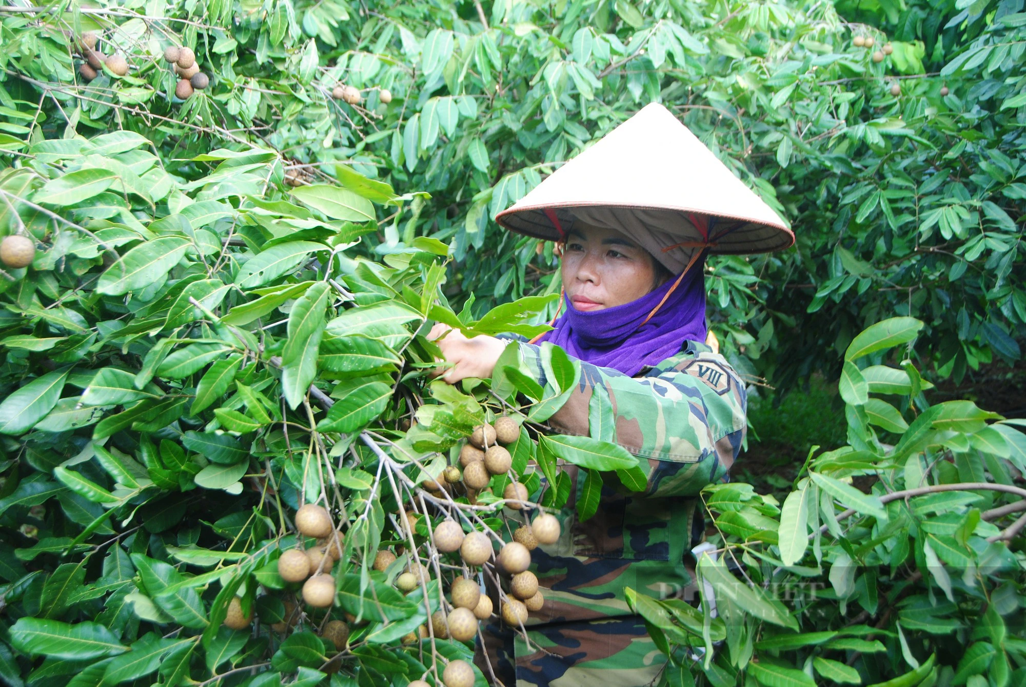 Chiều nay diễn ra Gala &quot;Nông dân Sơn La với tiêu thụ nông sản&quot; - Ảnh 2.