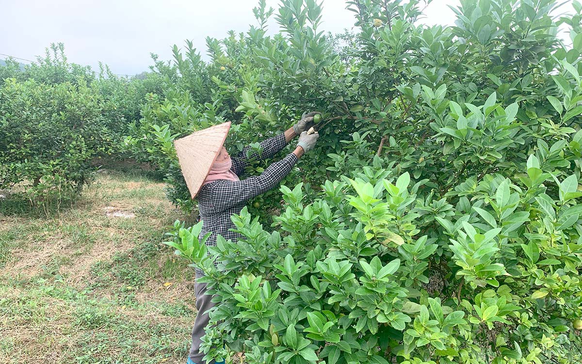Đây là loại quả chua đang tăng giá kỷ lục ở Tuyên Quang, sao có người lo &quot;trồng vô tội vạ&quot;?