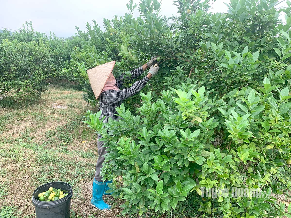 Đây là loại quả chua đang tăng giá kỷ lục ở Tuyên Quang, sao lại có người lo &quot;trồng vô tội vạ&quot;? - Ảnh 1.