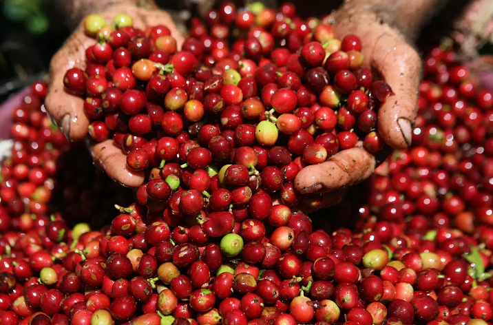 Giá cà phê ngày 9/6: Cà phê sụt giá mạnh khi thu hoạch của Brazil tăng tốc- Ảnh 3.