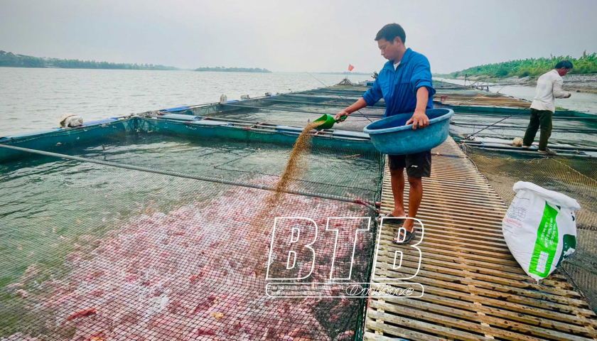 Tết đang đến, nông dân nuôi cá lồng trên sông Hồng ở Thái Bình phấn khởi với nguồn thu tiền tỷ - Ảnh 1.
