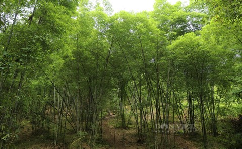 Nghệ An: Trồng rừng giúp dân thoát nghèo làm giàu, còn giúp hấp thụ carbon tiếp cận thị trường lớn  - Ảnh 4.