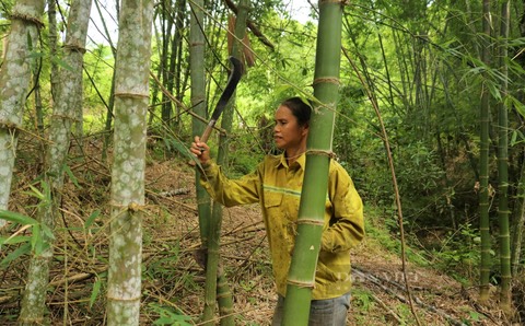 Nghệ An: Trồng rừng giúp dân thoát nghèo làm giàu, còn giúp hấp thụ carbon tiếp cận thị trường lớn  - Ảnh 5.