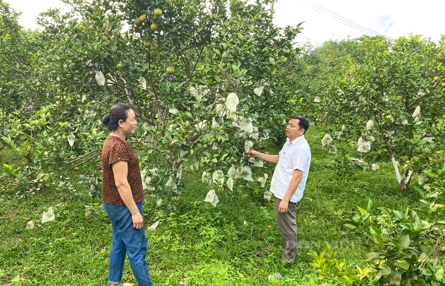 Quảng Bình: Từ vùng đất gò đồi, nông dân này trồng cam, quýt, nuôi lợn thu lãi gần 500 triệu/năm - Ảnh 3.