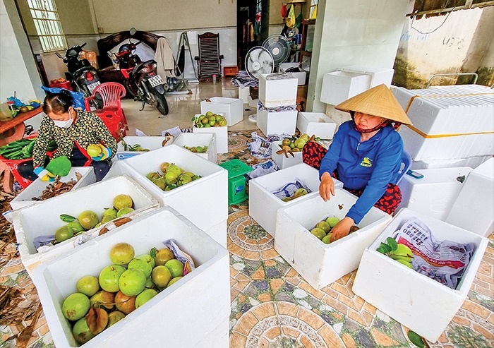 Một loại quả ngon chín rộ ở Tây, giá bán bốc hơi gần một nửa, có nơi vẫn bán giá cao, vì sao? - Ảnh 1.