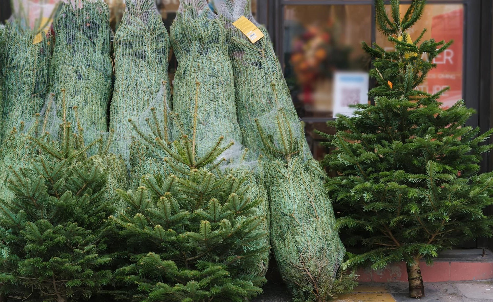 Mới cuối tháng 11 thị trường cây thông tươi nhập khẩu cho dịp Noel đã nhộn nhịp - Ảnh 2.