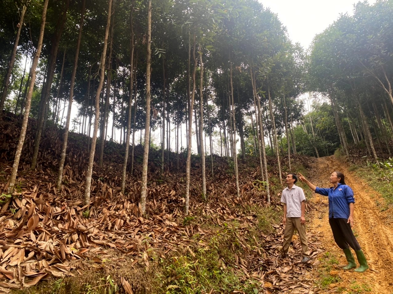 Cây gì trồng ở nơi này của Tuyên Quang, bóc gần sạch vỏ, thân &quot;trắng hếu&quot; mà vẫn sống, thơm khắp nơi - Ảnh 3.