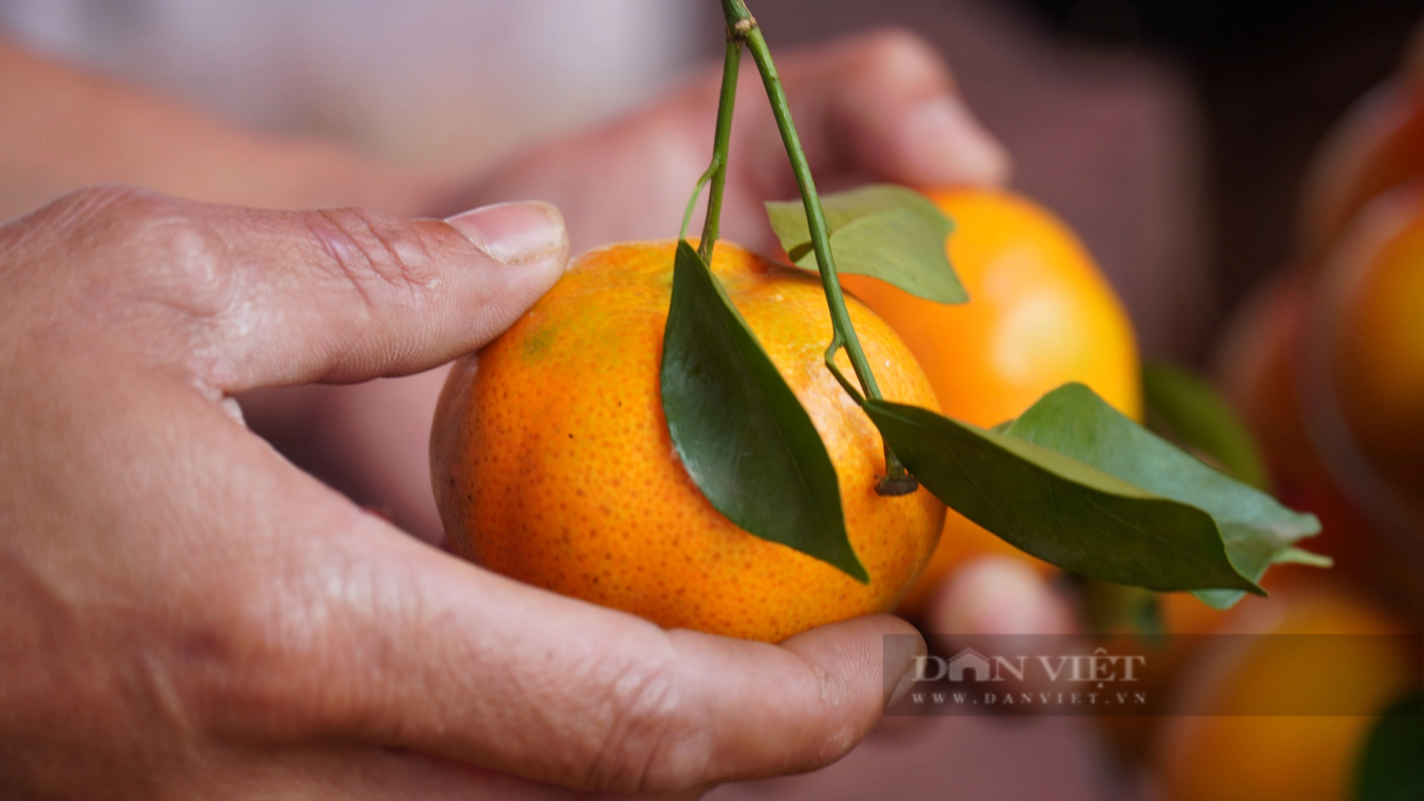 Hội Nông dân tỉnh Bắc Ninh hỗ trợ quảng bá, tiêu thụ cam vàng Hà Giang - Ảnh 2.