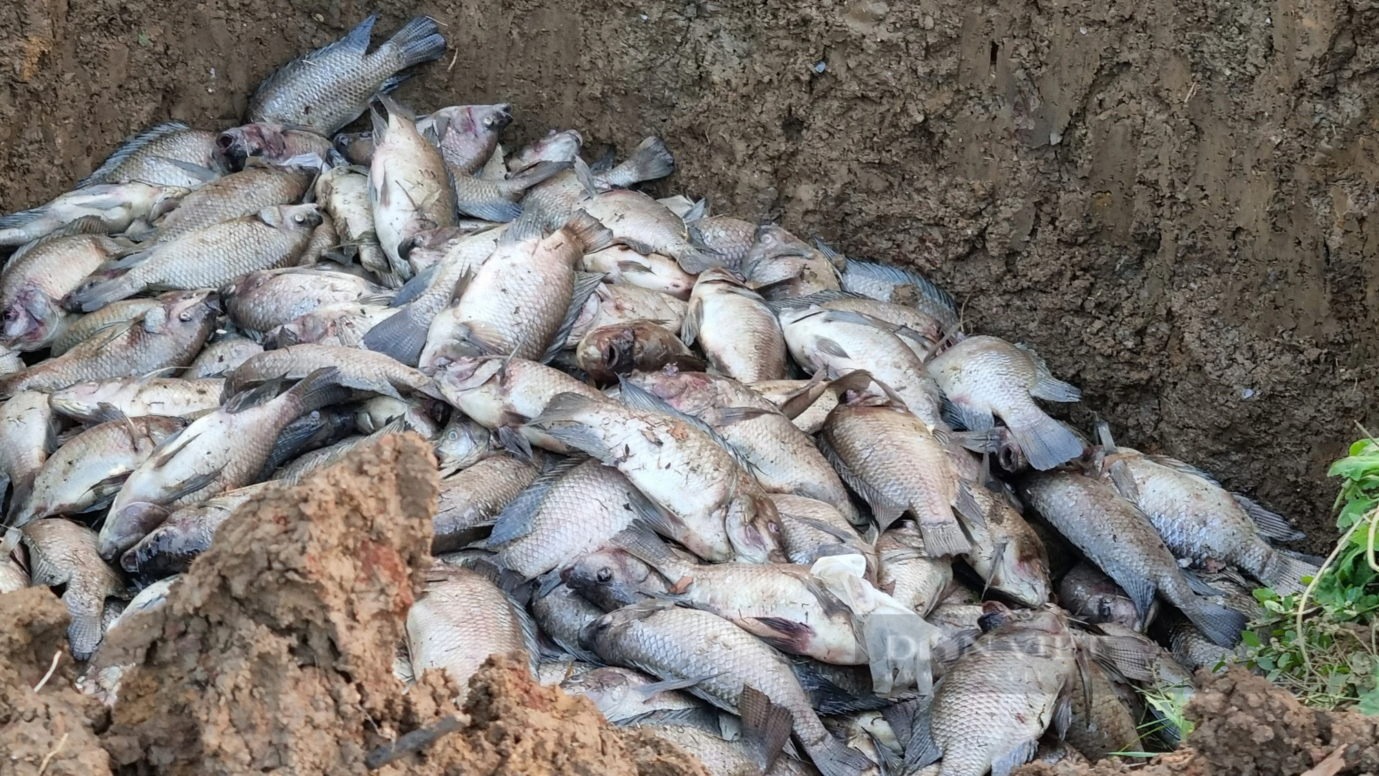 UBND huyện Mai Sơn (Sơn La) thông tin vụ cá chết hàng loạt sau phản ánh của Dân Việt - Ảnh 2.